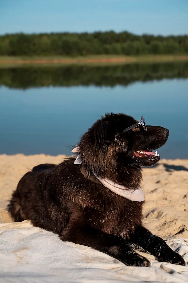 Czy można na plażę z psem